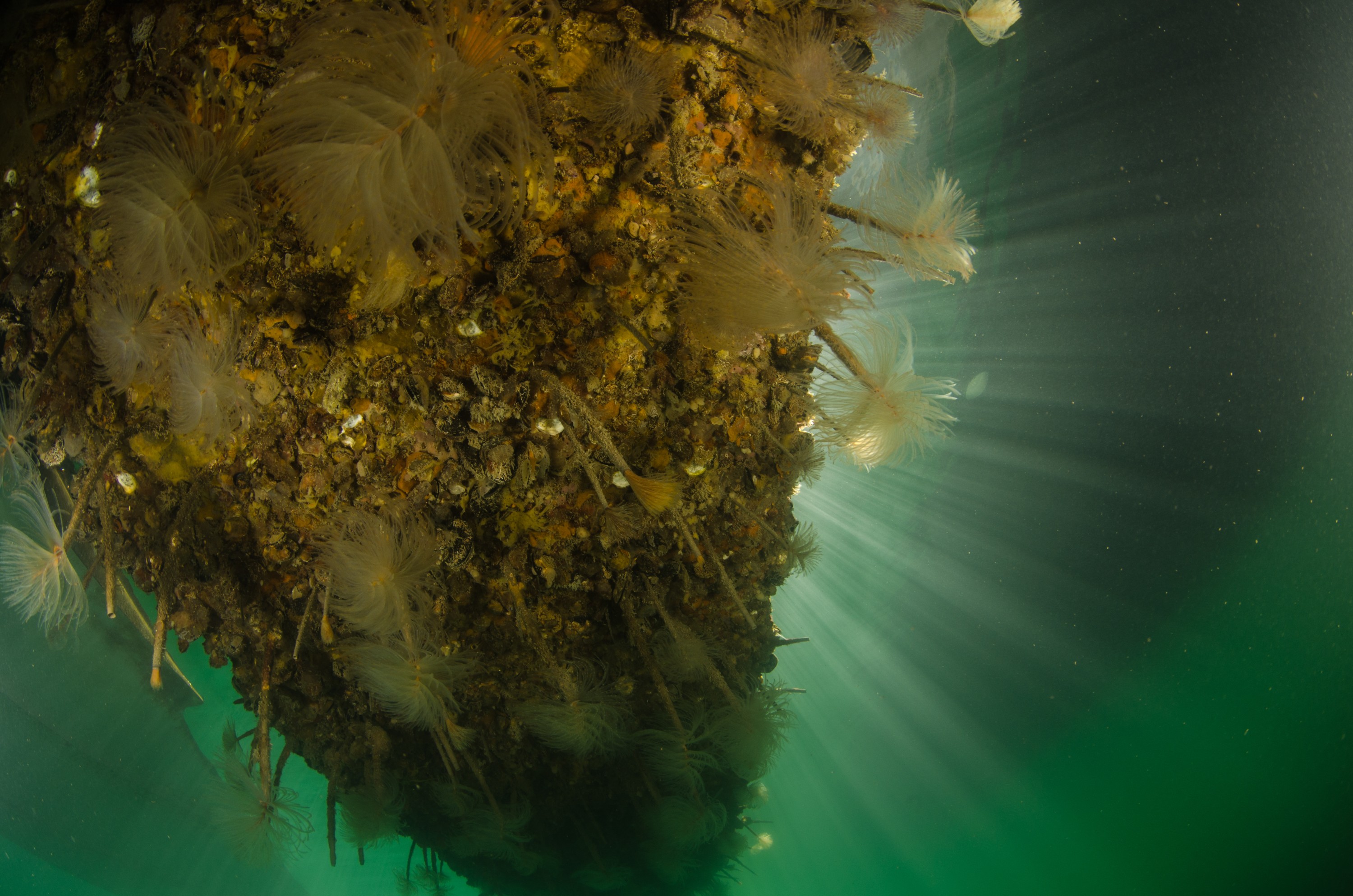 DSC_3075 – Mediterranean, fanworm, Sabella, spallanzanii, marine, pest, Auckland, underwater, crispin, nz, new, zealand, new zealand, fan, worm, marine, pest, invasive, Biosecurity